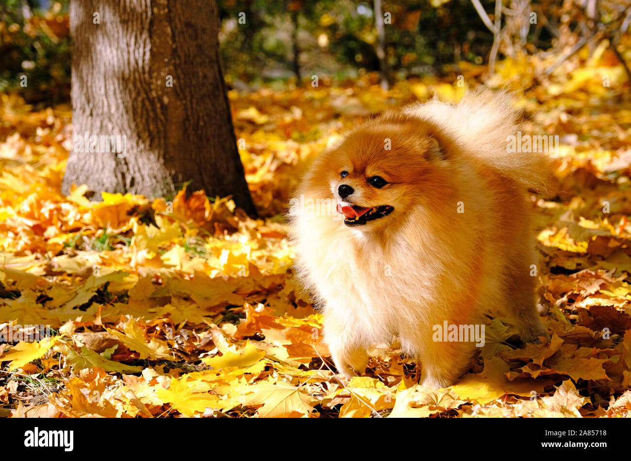 Happy flauschige Pomeranian Spitz Hund auf einem Teppich aus gelben Blätter im Herbst; niedlich und verspielt Pet in Bewegung Stockfoto