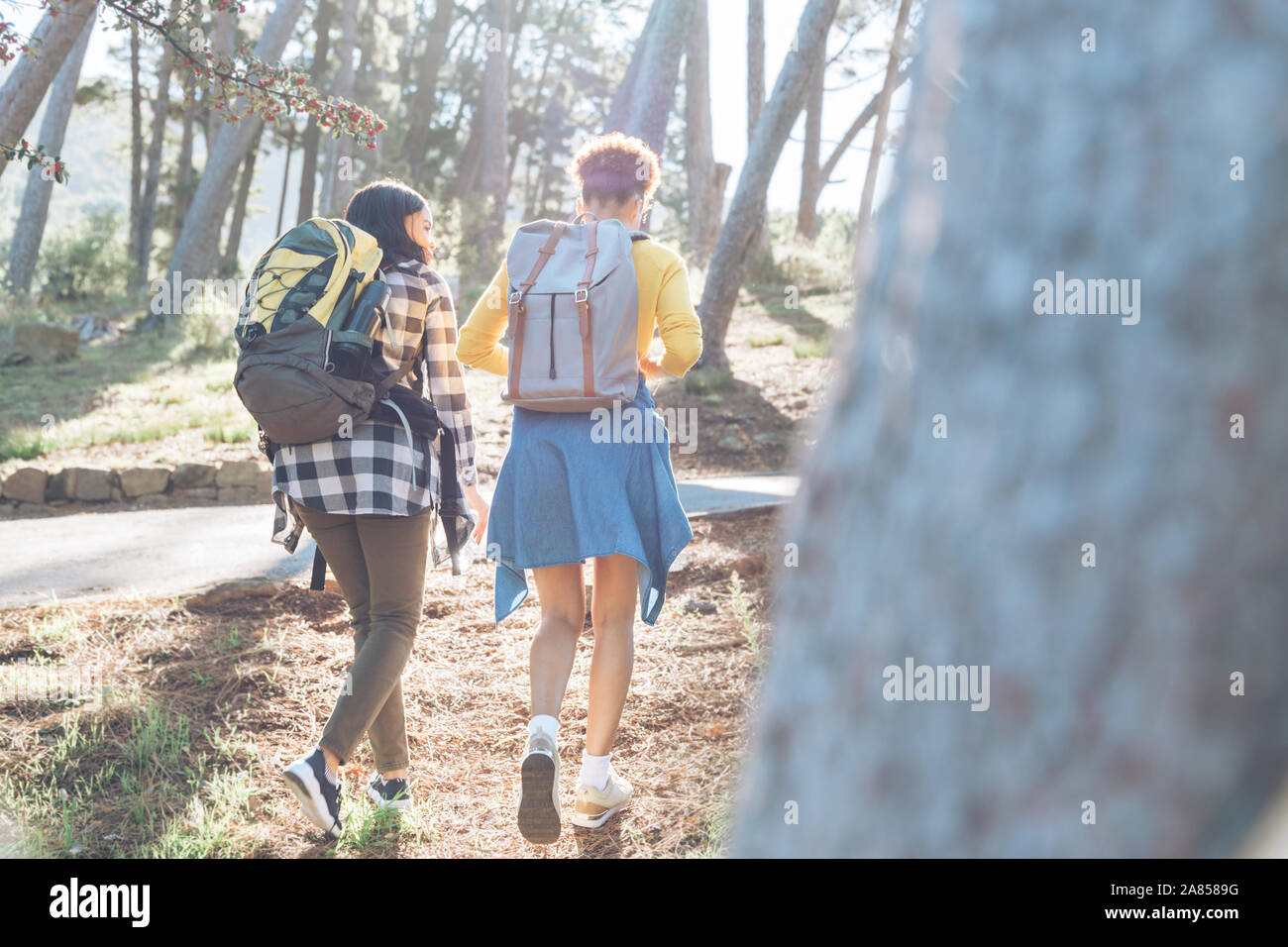 Junge Frauen, die Freunde mit Rucksäcken wandern in Sunny woods Stockfoto