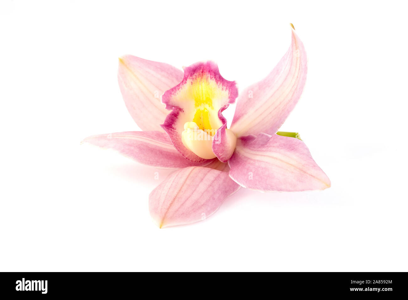Schöne rosa Orchidee auf weißem Hintergrund Stockfoto