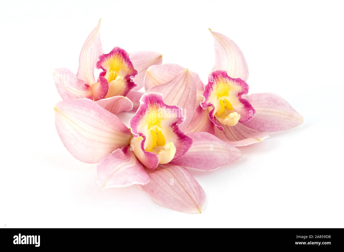 Schöne rosa Orchidee auf weißem Hintergrund Stockfoto