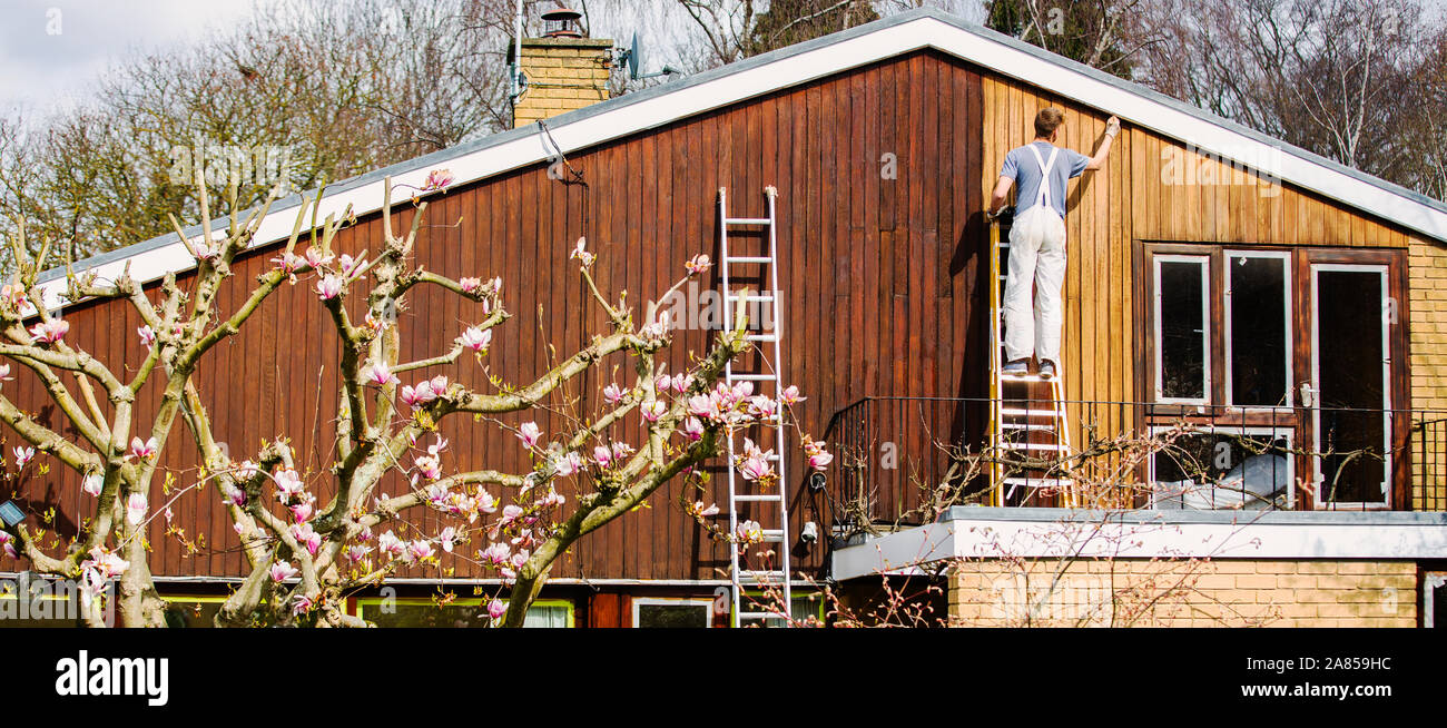 Männliche Maler auf der Leiter lackieren Home äußere Abdeckleiste Stockfoto