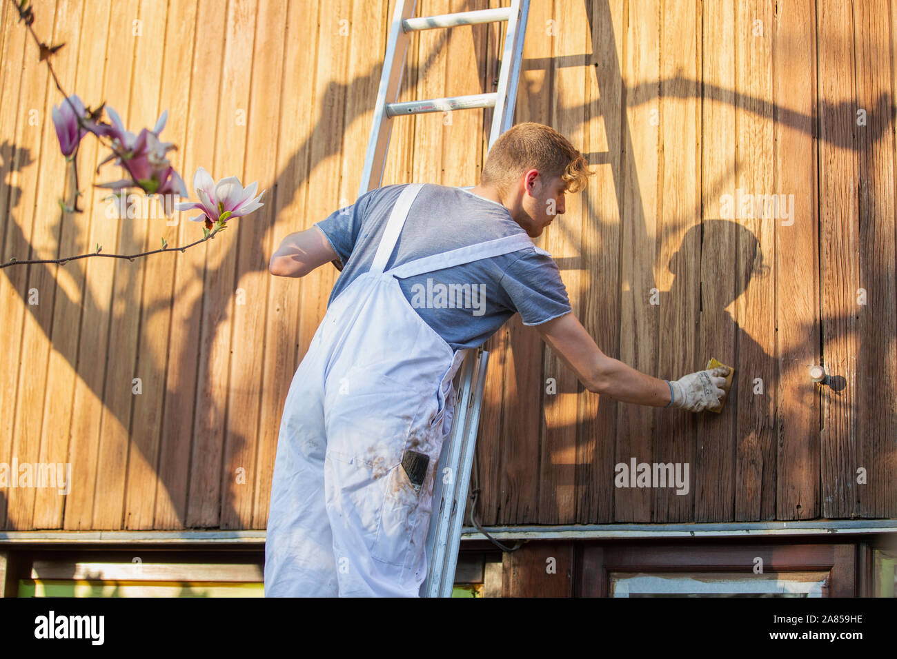Männliche Arbeiter auf Leiter staining Wood siding auf home Exterieur Stockfoto