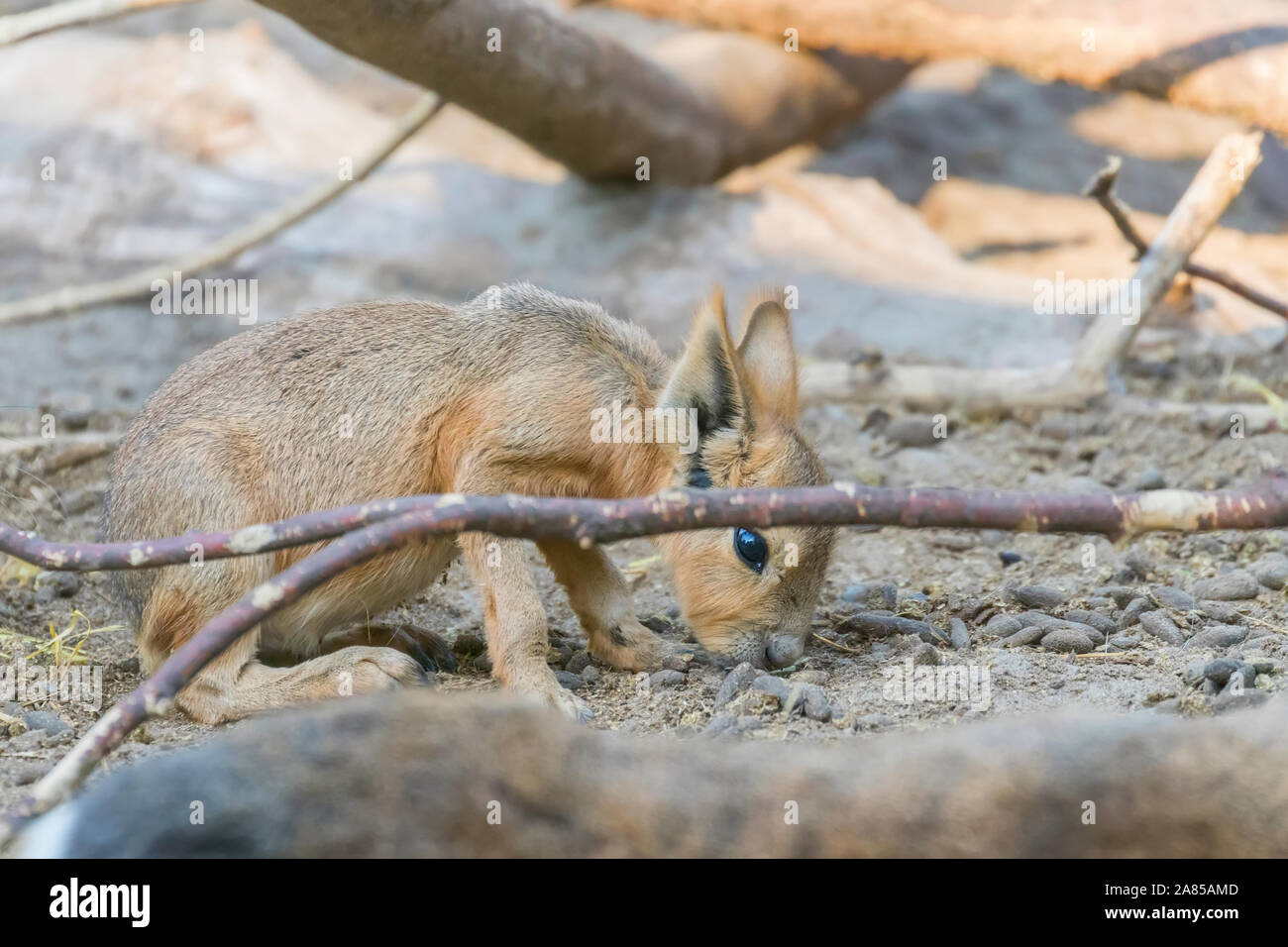 Wilde kaninchenbabys Fotos und Bildmaterial in hoher Auflösung Alamy