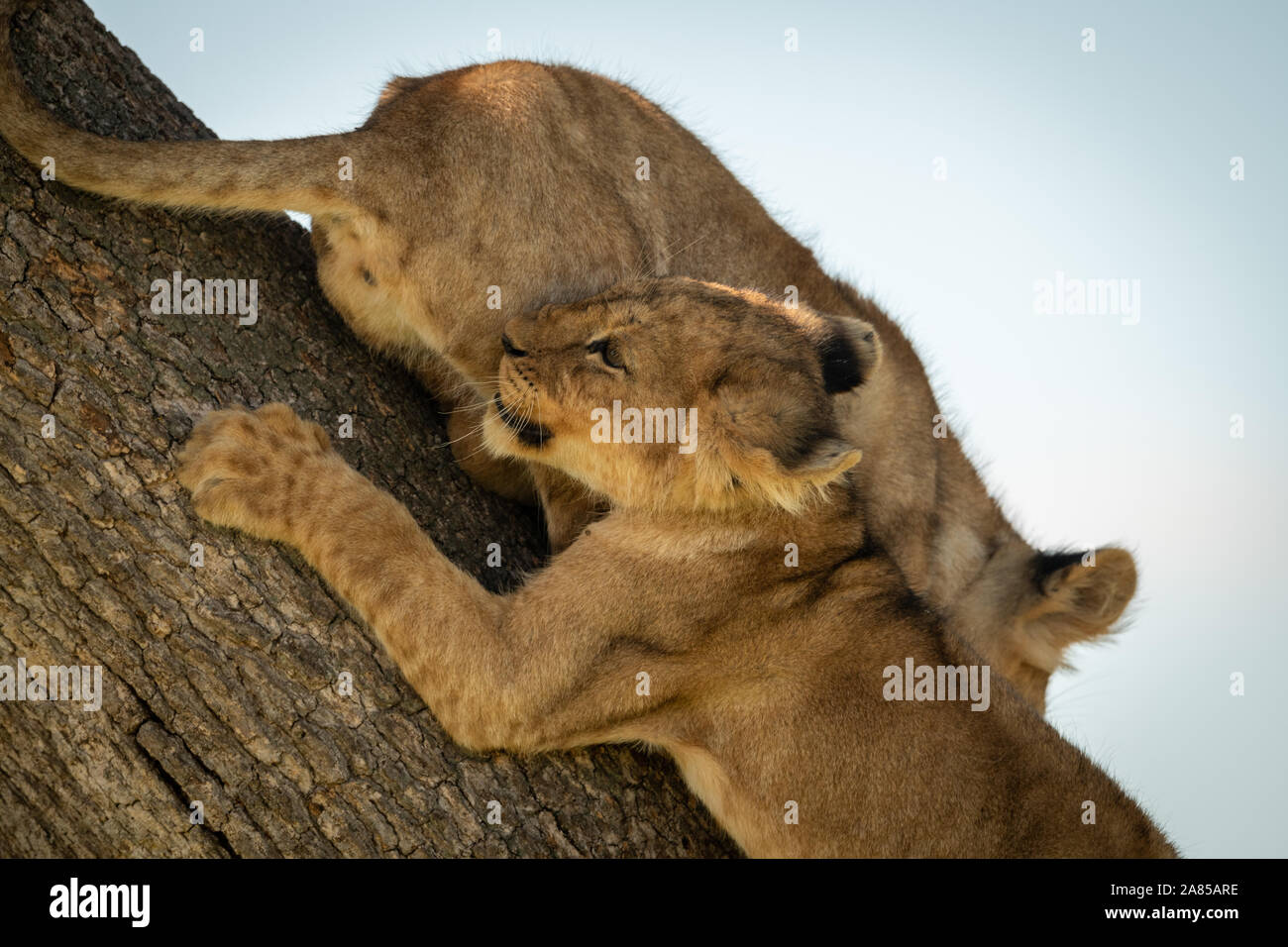 In der Nähe von zwei Löwinnen Kletterbaum Stockfoto