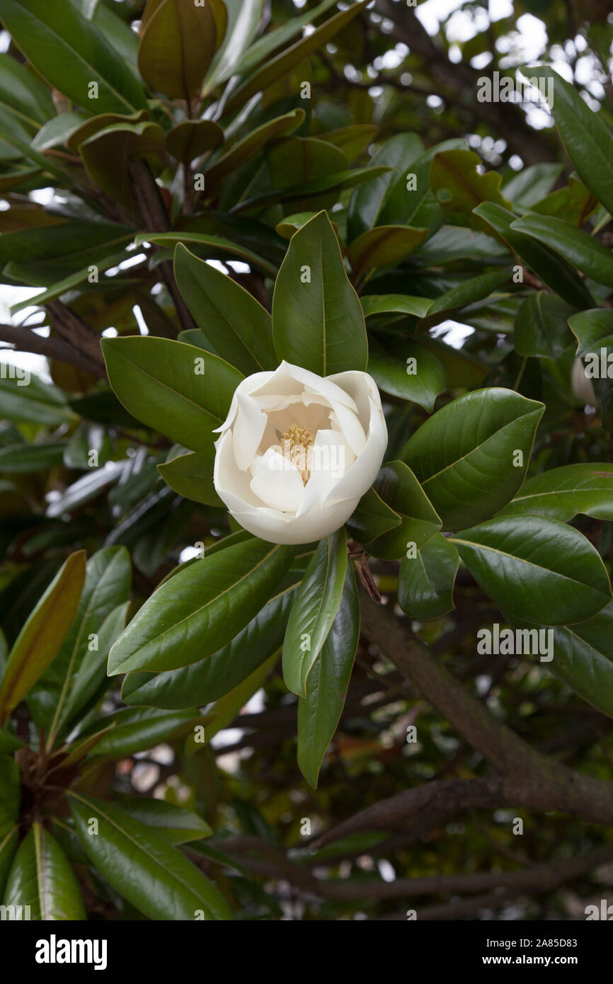 Große weiße wächsernen Blumen und glänzenden immergrünen Blätter eines südlichen Magnolia oder Bull Bay (Magnolia grandiflora) städtische Baum, London N 19. Stockfoto