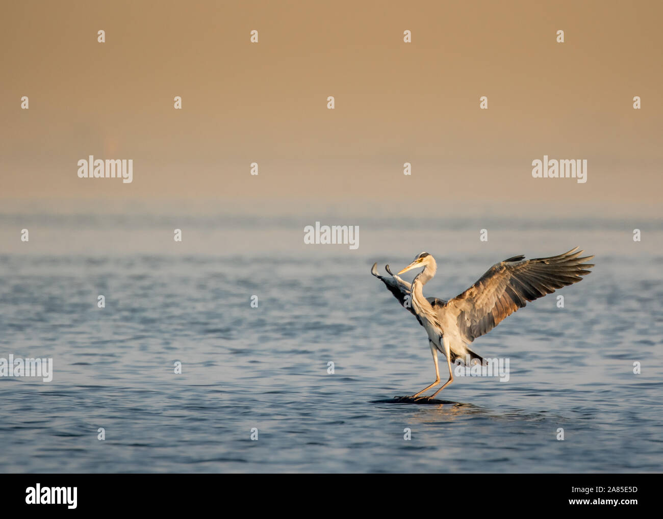 Große Reiher-landung in der Mitte eines Sees Stockfoto