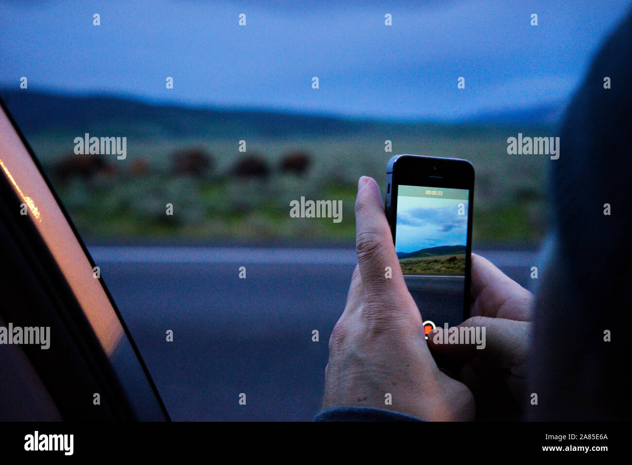 Ein Foto mit einem Smartphone von Wildtieren aus einem Autofenster Stockfoto