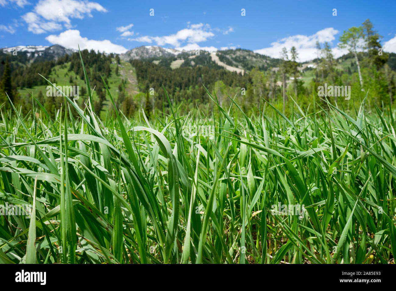 Grüne Gras von einem Ameisen Perspektive, Jackson Hole Mountain Resort Stockfoto
