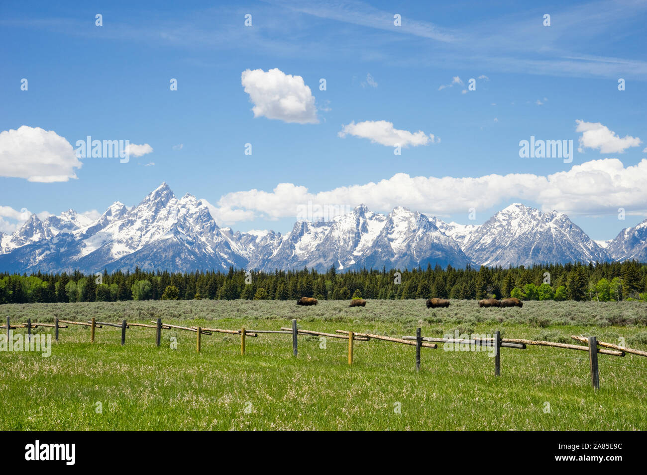 Eine Herde Bisons in einem Feld und die Teton Bergkette Stockfoto