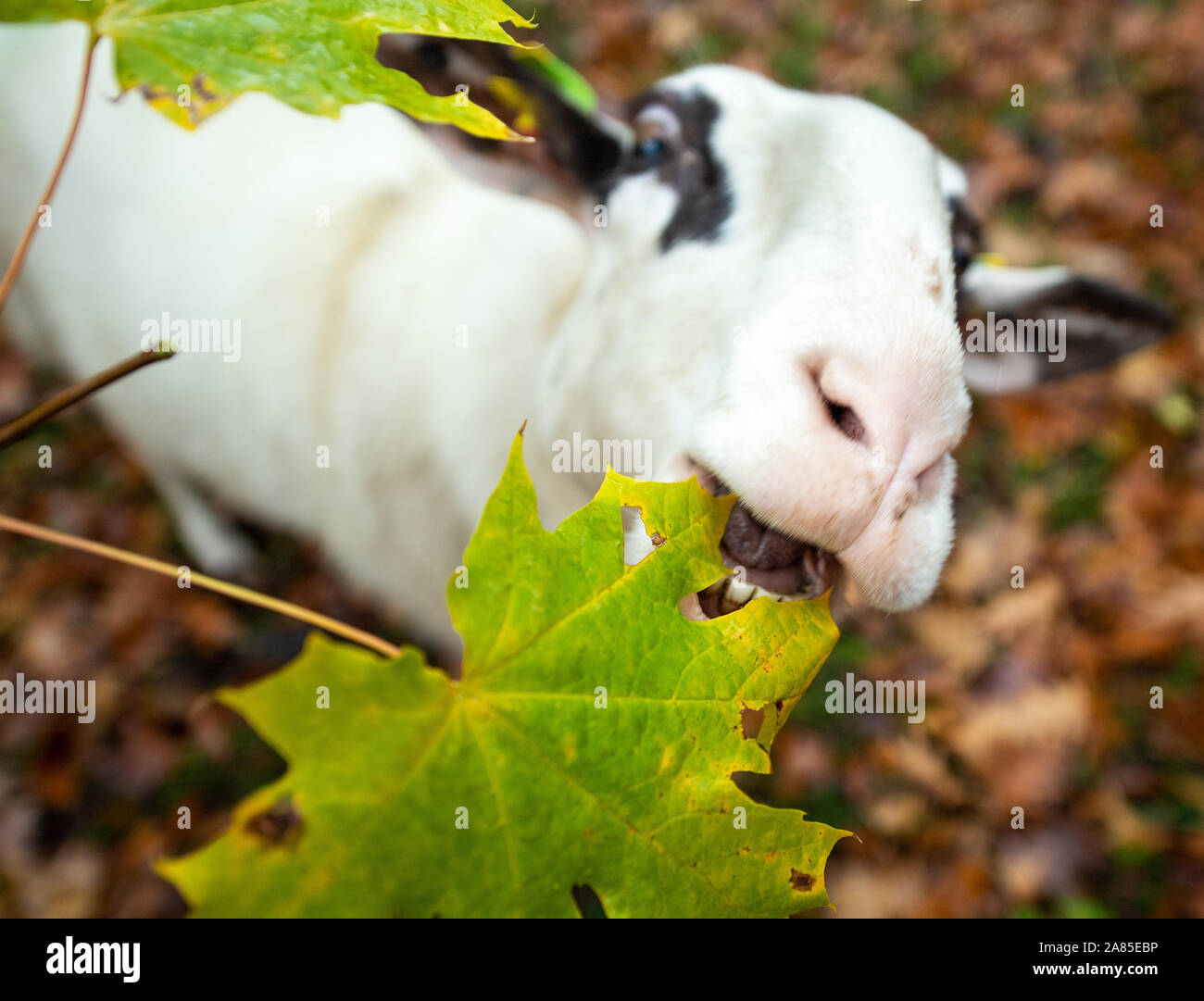 Potsdam, Deutschland. 06 Nov, 2019. Ein Schaf im Schloss Sanssouci park Knabbereien auf die Blätter eines Baumes. Credit: Monika Skolimowska/dpa-Zentralbild/dpa/Alamy leben Nachrichten Stockfoto