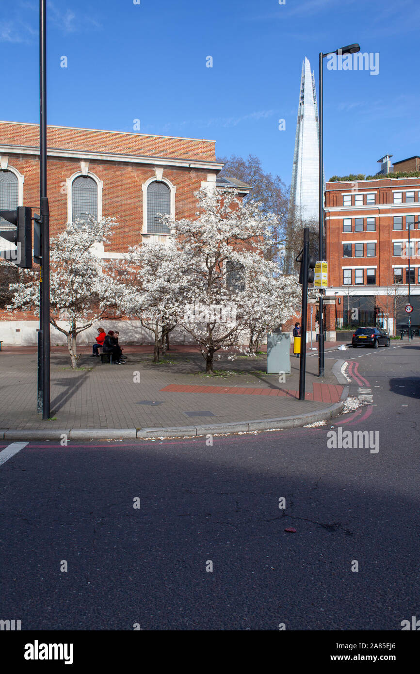 Magnolia x loebneri 'Merrill' als Straße Baum von St. Georg der Märtyrer der Kirche, Gemeinde, London SE1 verwendet. Der Shard Wolkenkratzer ist im Hintergrund. Stockfoto