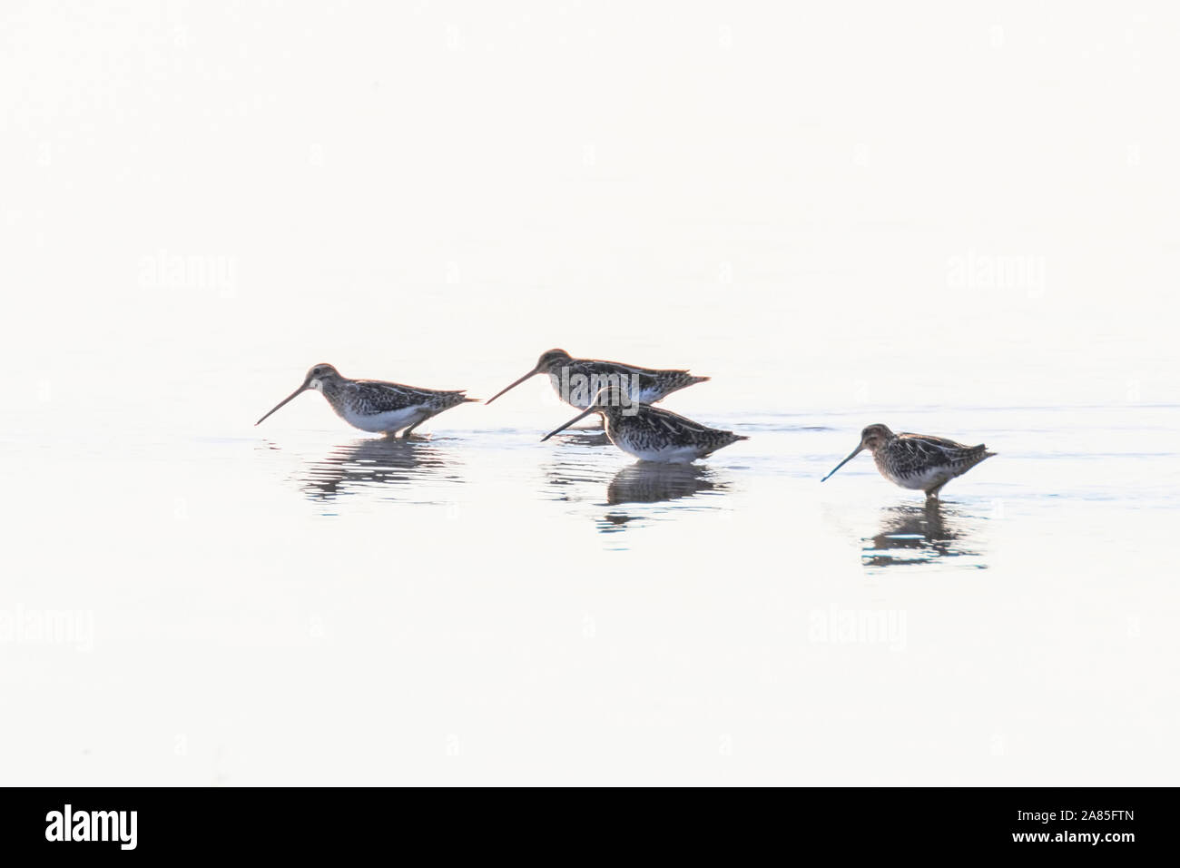 Bekassine (Gallinago gallinago) Gruppe von Vögeln, die in Wasser Stockfoto