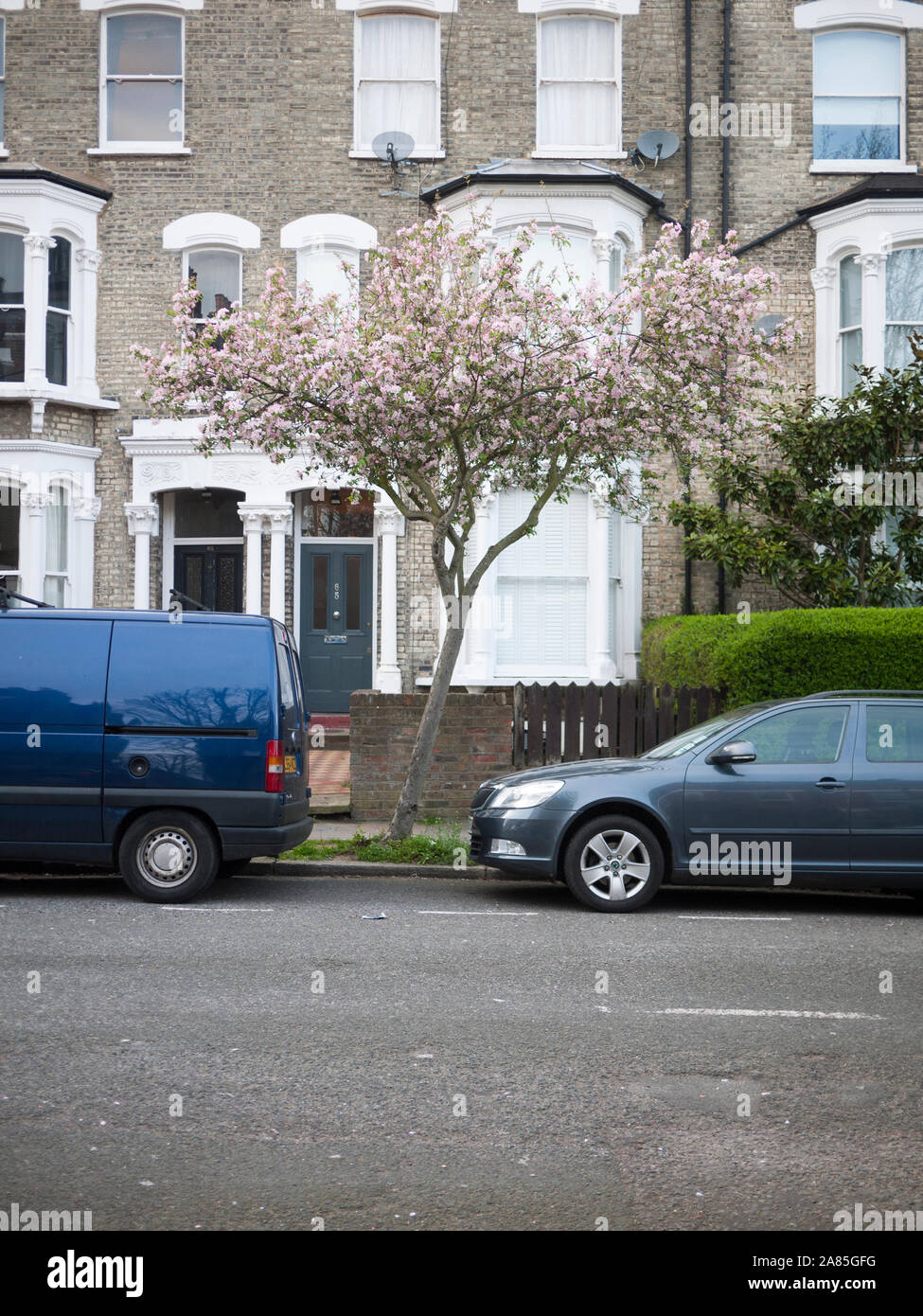 Apple Blossom der Malus 'Evereste', ornamentalen Crabapple urban Baum, London N 19. Stockfoto