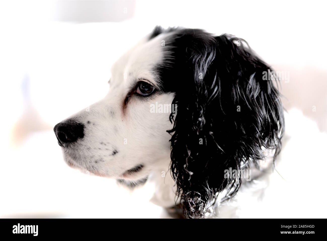 Hunde spaniel Gesicht Stockfoto