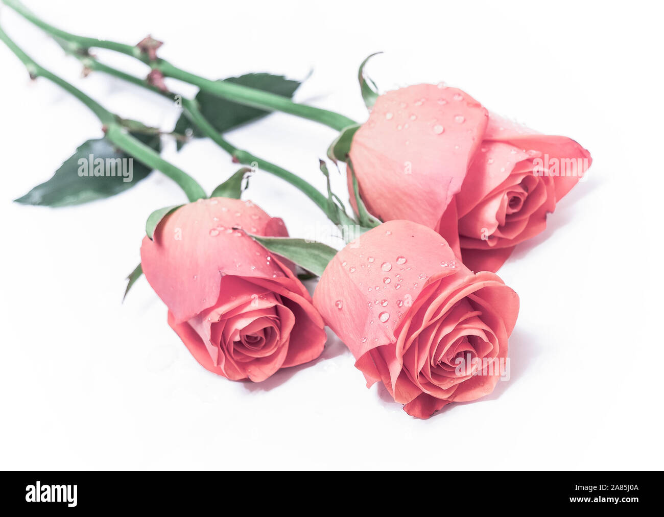 Drei Rosen; auf Weiß Stockfoto