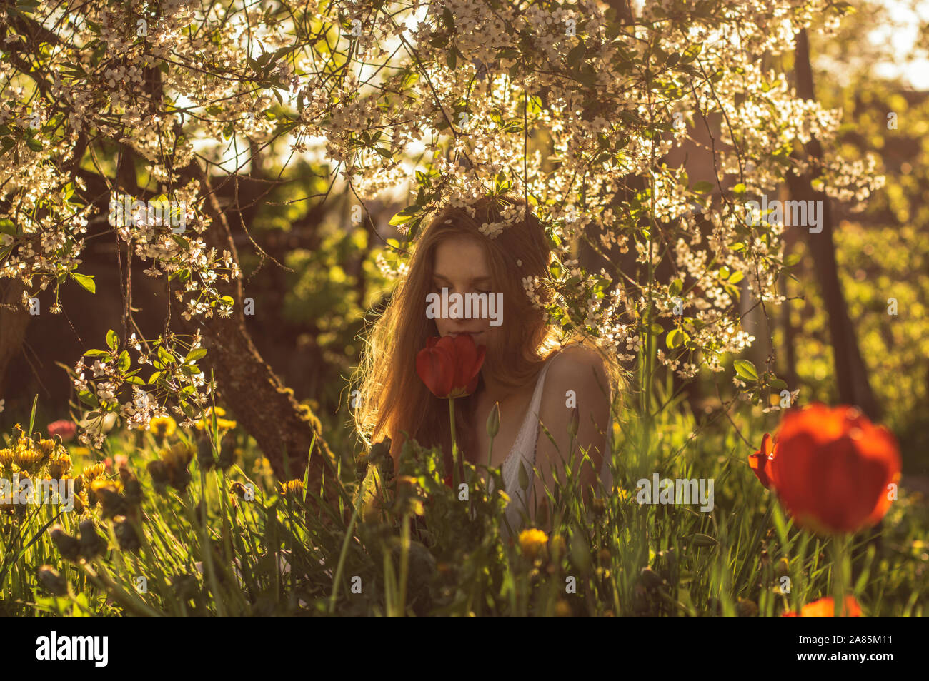 Mädchen in weißem Kleid riechen Tulip im Sonnenuntergang, Löwenzahn und Kirschblüten im Frühling Stockfoto