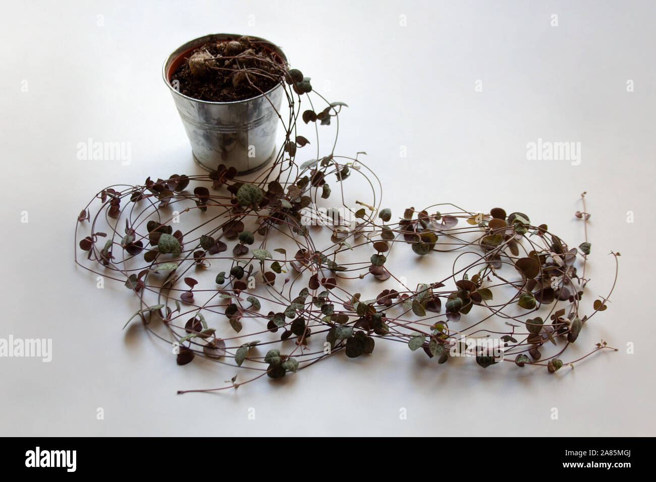 Сeropegia woodii Anlage mit trailing Vines auf weißem Hintergrund Stockfoto