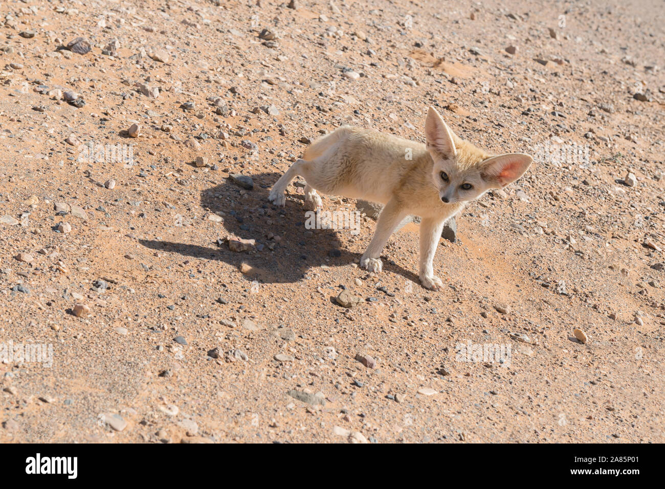 Fennec Fuchs in der Wüste Sahara, Marokko. Stockfoto