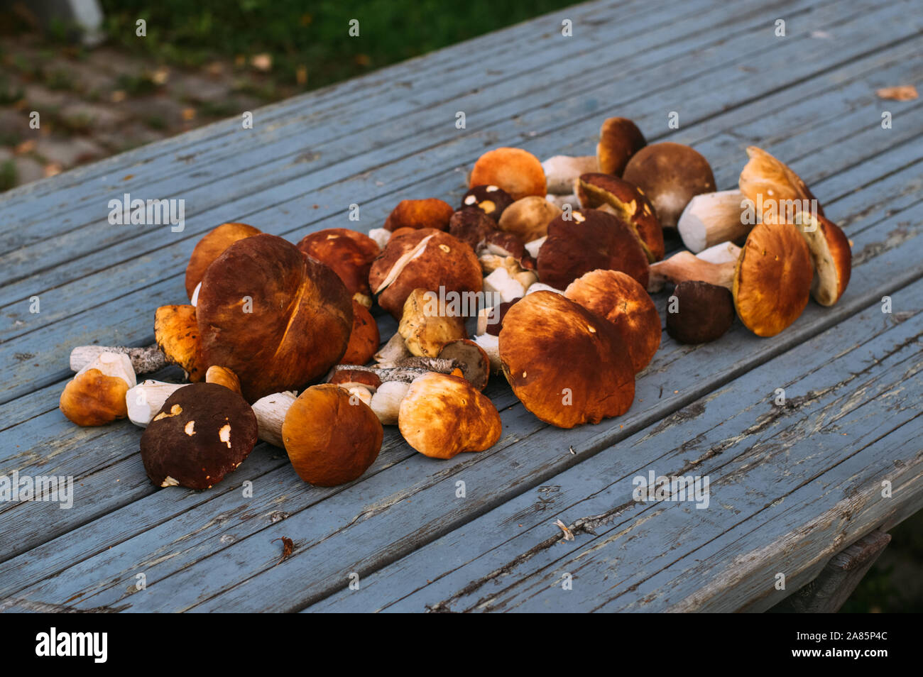 Eine Menge von Steinpilzen auf dem Tisch Stockfoto