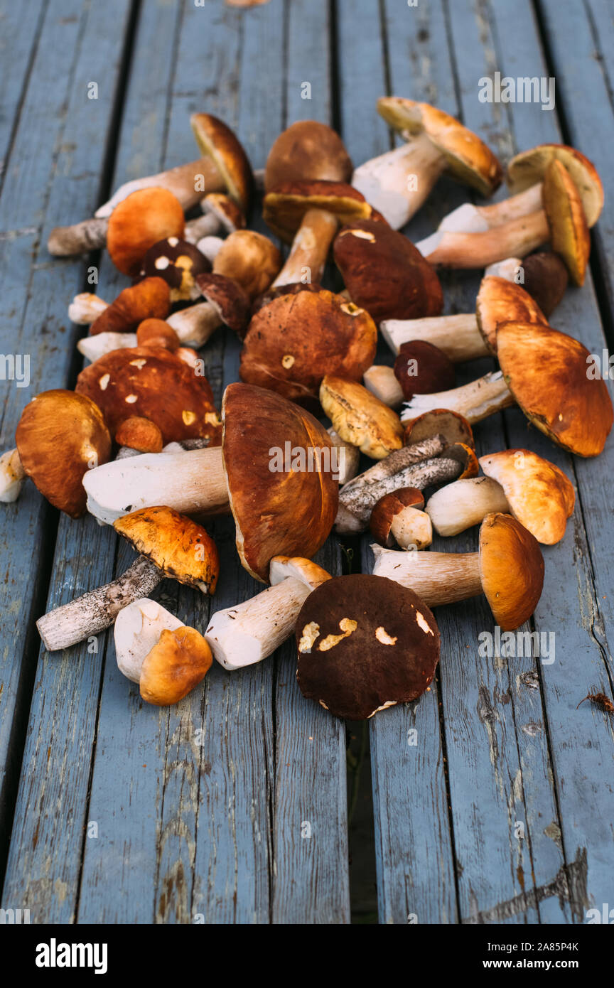 Eine Menge von Steinpilzen auf dem Tisch Stockfoto