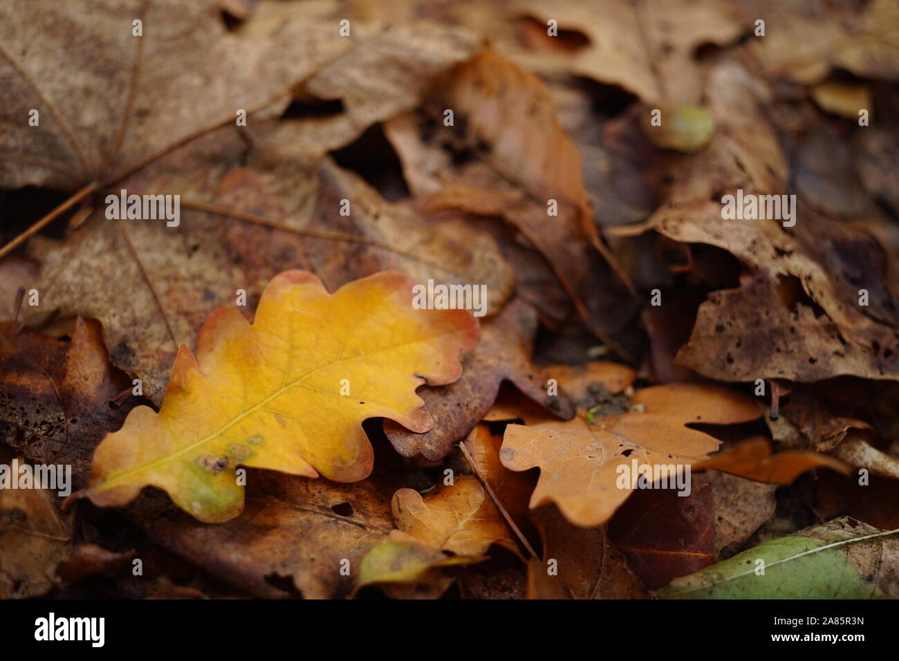 Herbstliche Blätter im Wald. Herbst natürlichen Hintergrund. Stockfoto