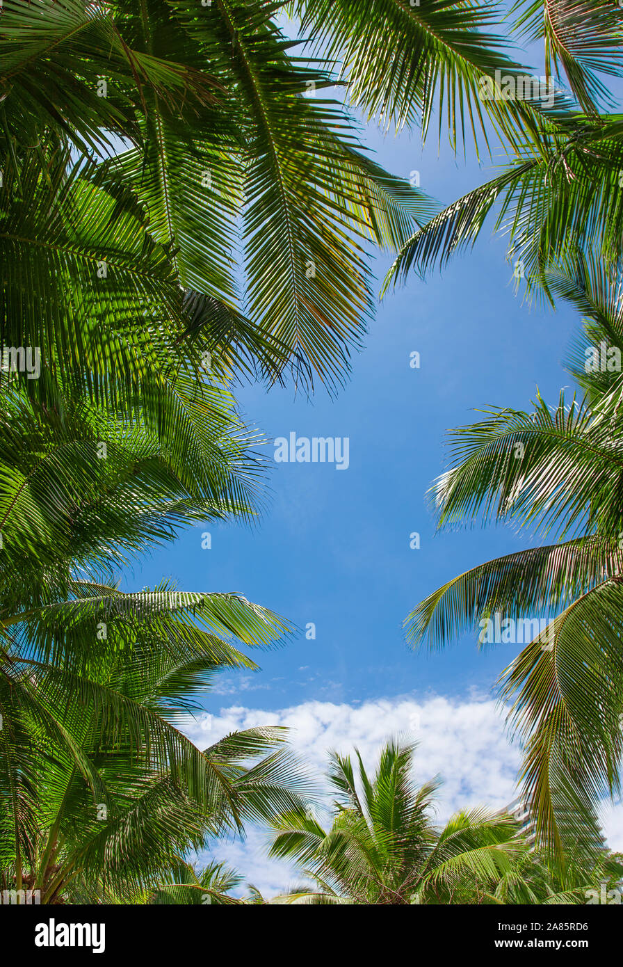 Palmenblätter mit Wolken und blauem Himmel Stockfoto