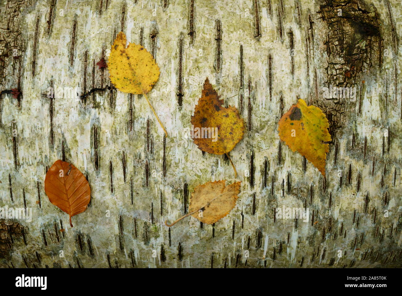 Blätter im Herbst ruht auf einem gefallenen Silver Birch tree. Stockfoto