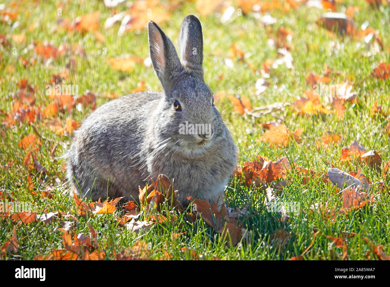 Porträt eines Berges cottontail Rabbit, Sylvilagus nuttallii, Nibbeln Gras in der östlichen Cascade Mountains von Oregon Stockfoto