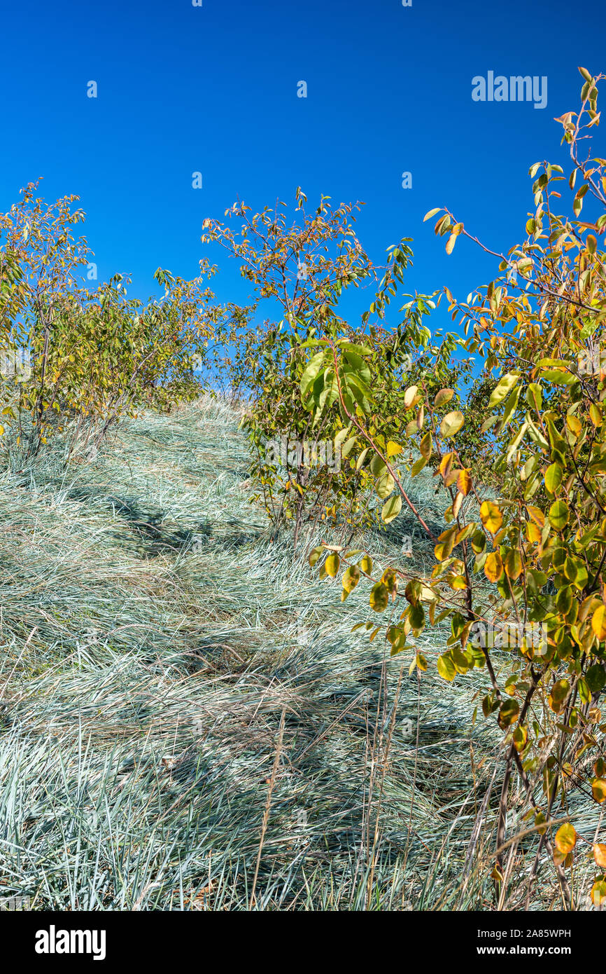 Begründung Um den Gateway Arch Stockfoto