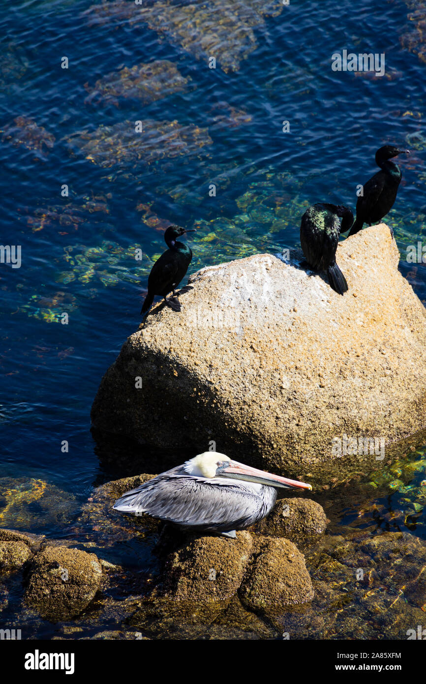 California Brown Pelicans Pelecanus occidentalis , ruhend auf einem Felsen, Breakwater Cove, Monterey, Kalifornien, Vereinigte Staaten von Amerika. Stockfoto