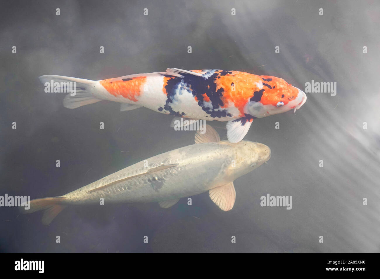 Koi Fisch in einem fischteich der Welt berühmte Japanische Gärten in Portland, Oregon, im Herbst. Stockfoto