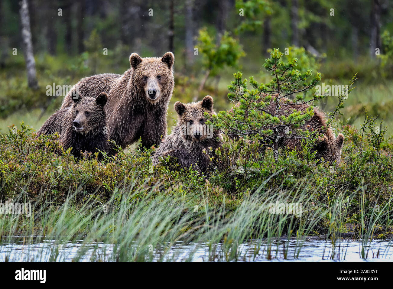 Mama Bär und ihre Jungen sehen etwas Interessantes. Stockfoto