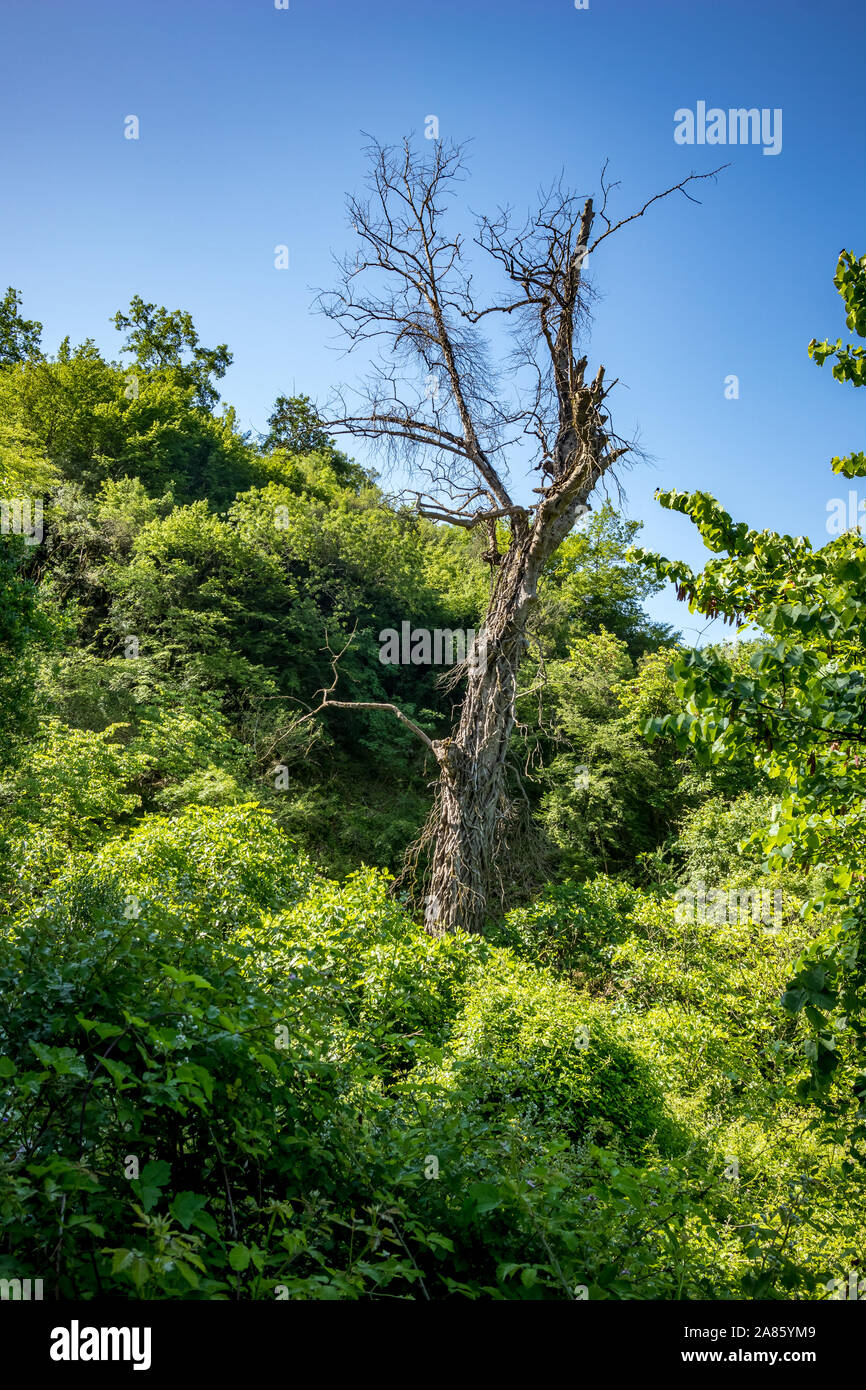 Trockener Baum in einem grünen Frühling Wald mit üppigen grünen Bäume auf blauen Himmel Hintergrund. Klimawandel, Trockenheit und der Tod, das Sterben der Natur Konzept, Berg in Albanien, sonniger Frühlingstag Stockfoto