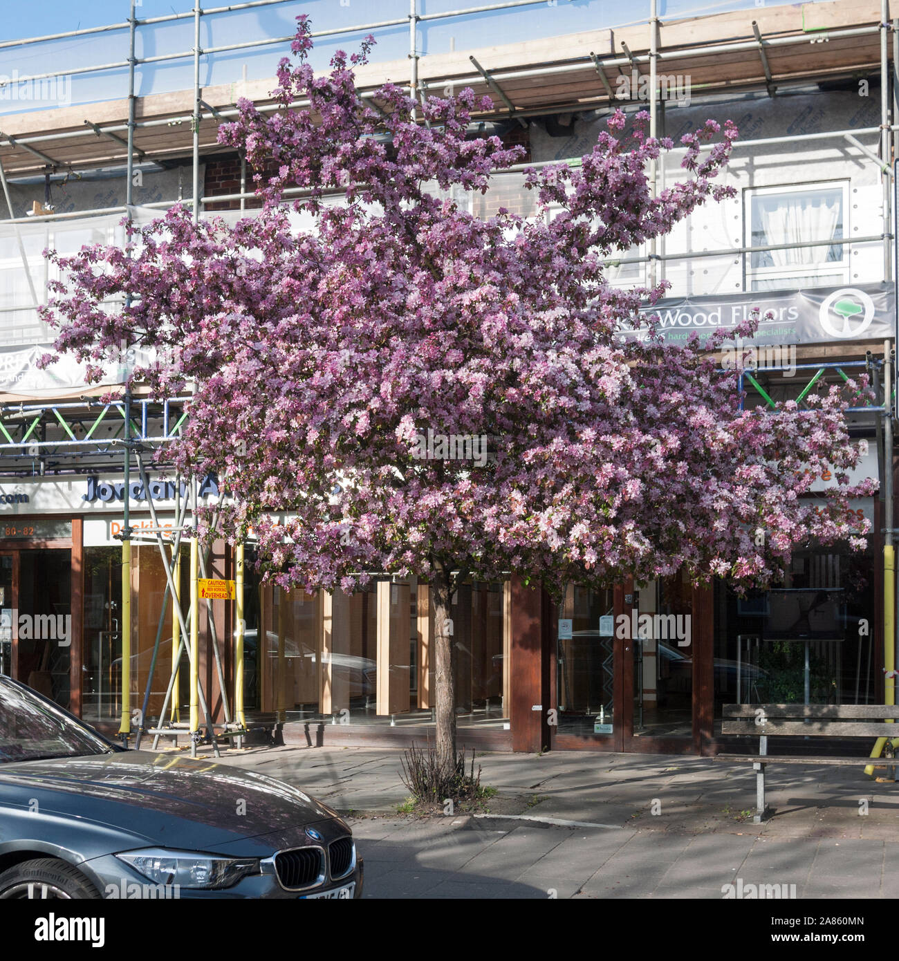 Apple Blossom der Malus 'Rudolph "ornamentalen Crabapple urban Baum, Crouch End, London N8 Stockfoto