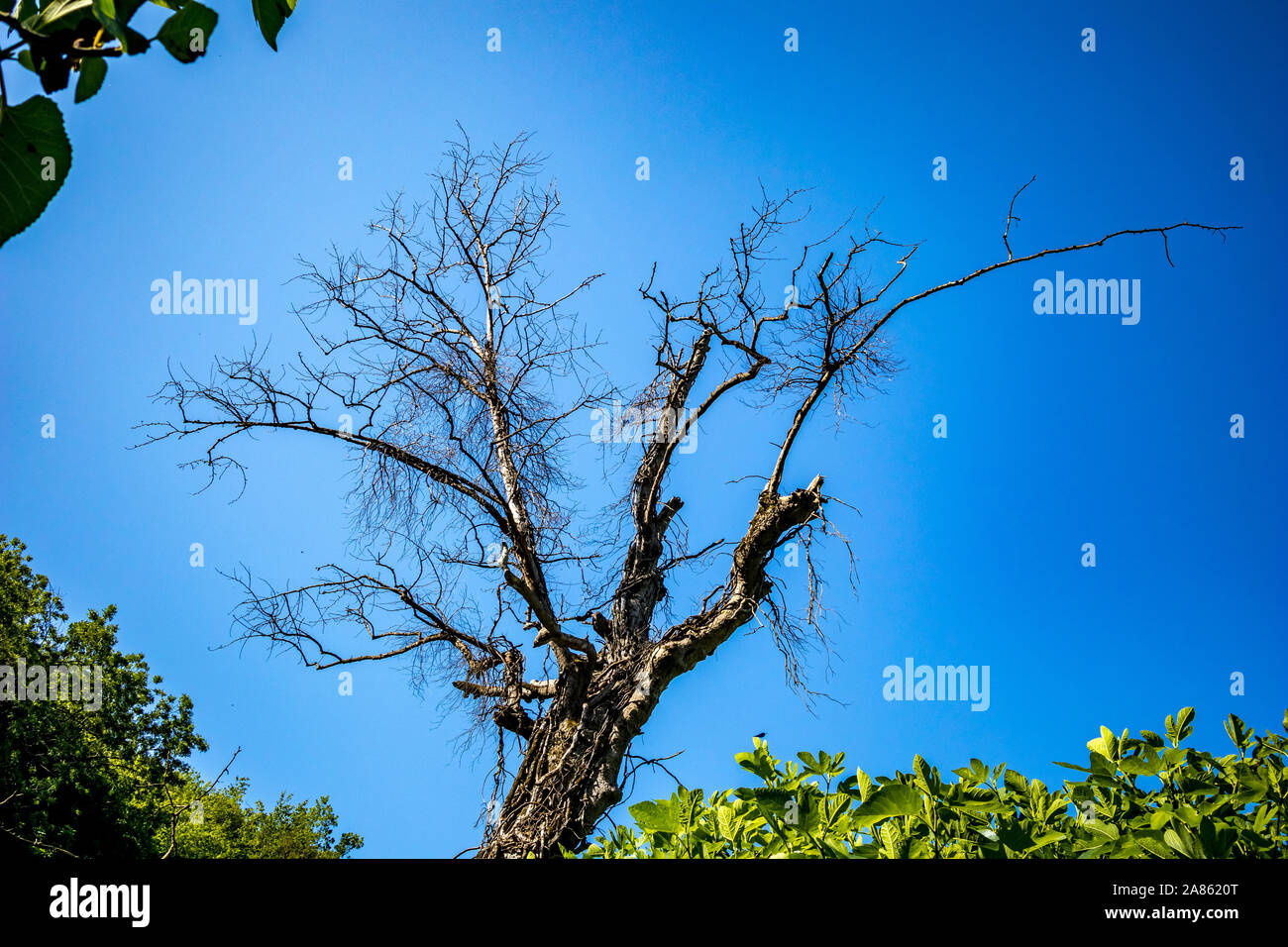 Trockener Baum in einem grünen Frühling Wald mit üppigen grünen Bäume auf blauen Himmel Hintergrund. Klimawandel, Trockenheit und der Tod, das Sterben der Natur Konzept, Berg in Albanien, sonniger Frühlingstag Stockfoto