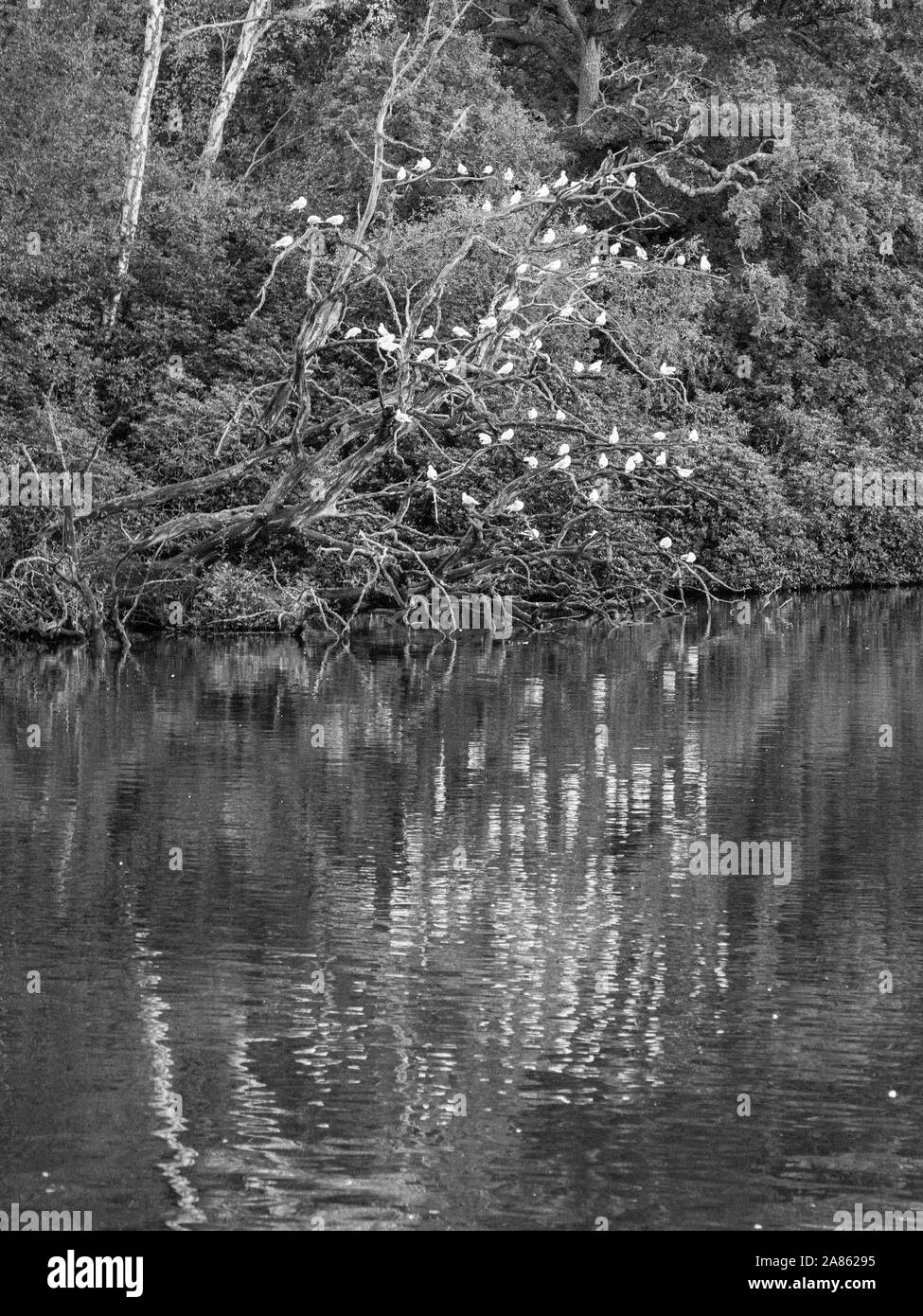 Schwarze und weiße Landschaft, Obelisk Teich, Valley Gardens, Windsor Great Park, Surrey, England, UK, GB. Stockfoto