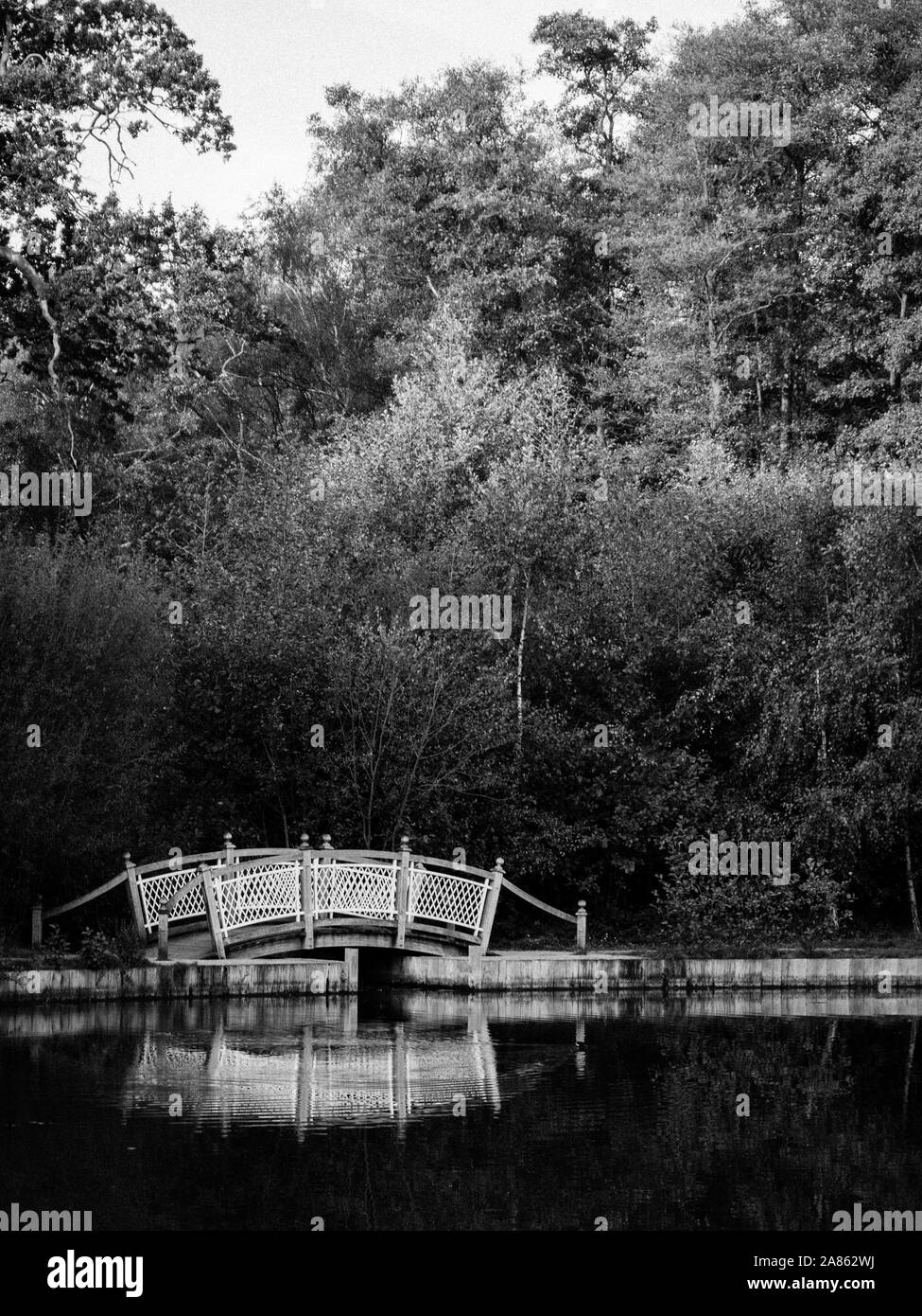 Die Kuh Teich, große Windsor Park, die in Surrey und Berkshire Grenze, das Wasser ist in der Berkshire aber die Banken in Surrey, England, UK, GB. Stockfoto