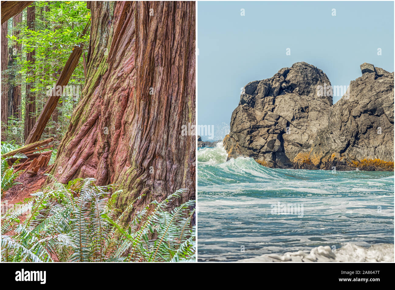 Küsten- und Natur Konzept in diptychon Format. Wald- und Küstengebieten Szene in Nord Kalifornien, USA. Stockfoto