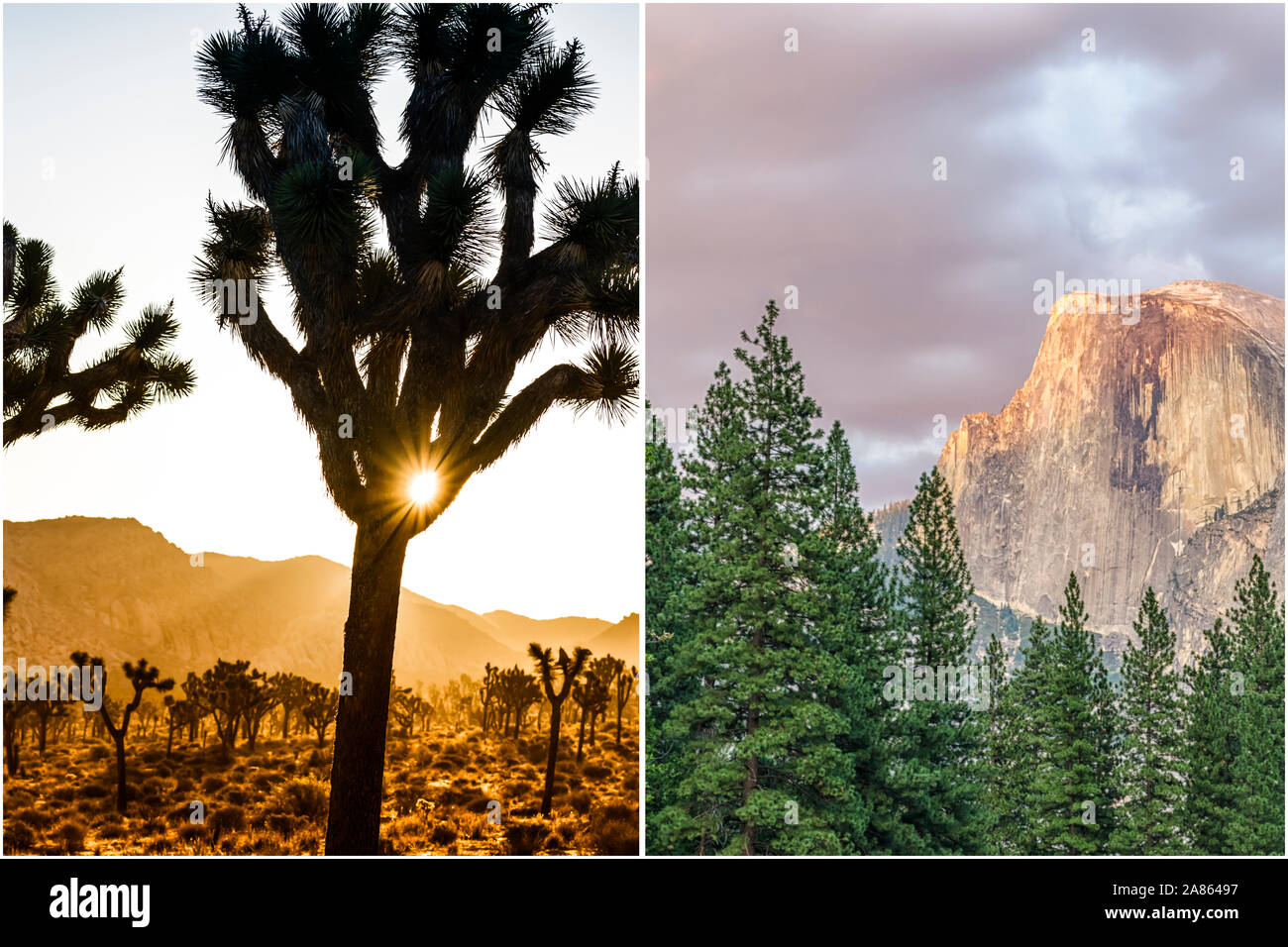 National Park und Natur Konzept in diptychon Format. Auf der linken Seite ist der Joshua Tree National Park. Auf der rechten Seite ist der Yosemite Nationalpark. Stockfoto