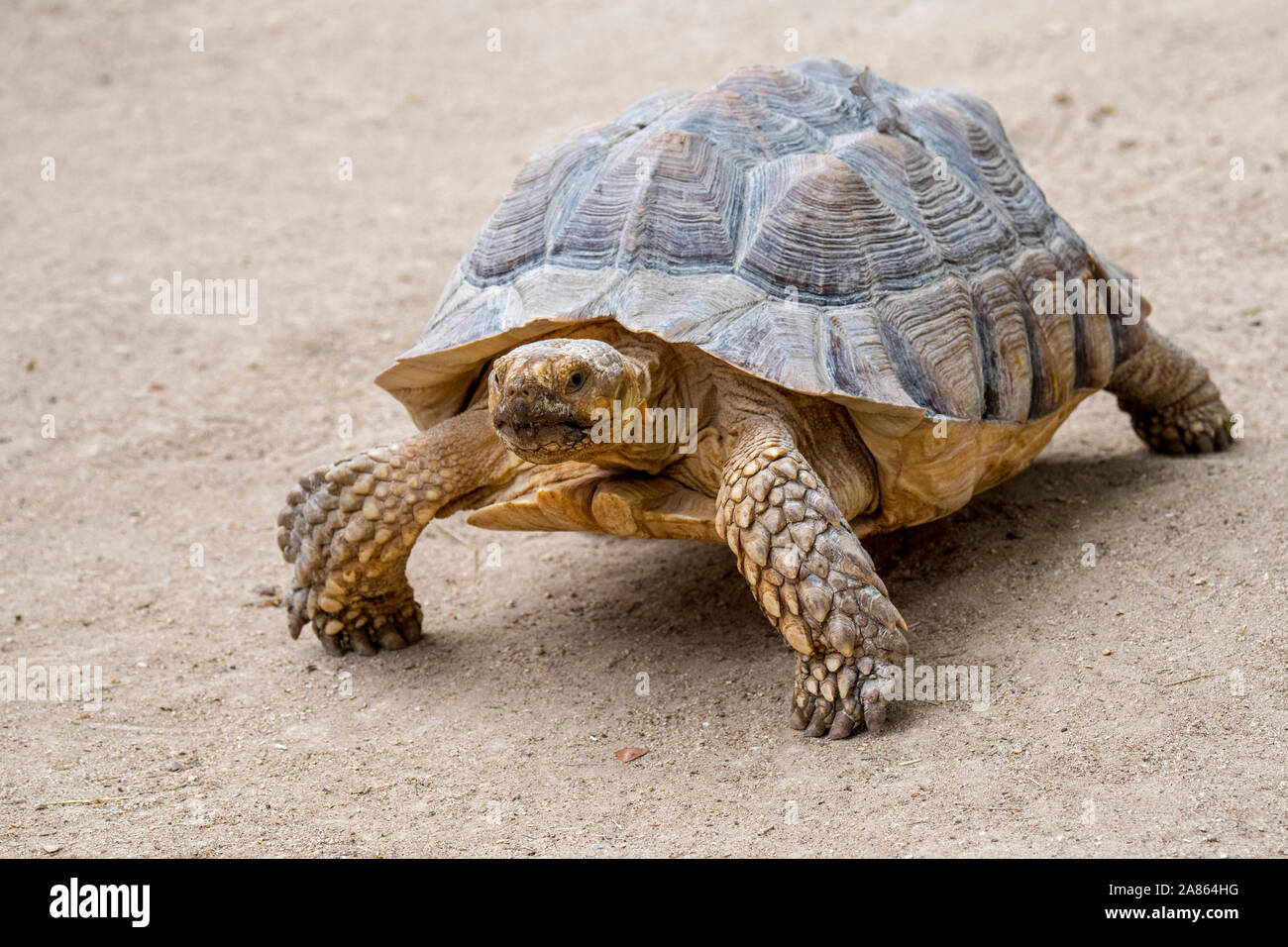 Afrikanische Spornschildkroten Stockfotos Und Bilder Kaufen Alamy