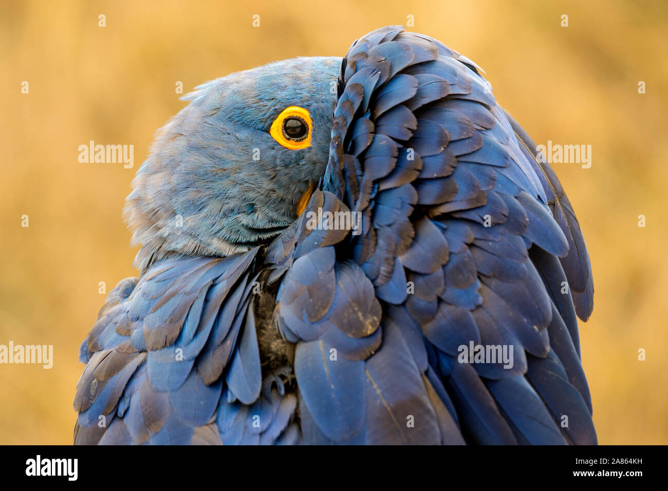 Hyazinthara/hyacinthine Macaw (Anodorhynchus hyacinthinus) ausblenden Kopf hinter der Tragfläche, beheimatet in Südamerika Stockfoto