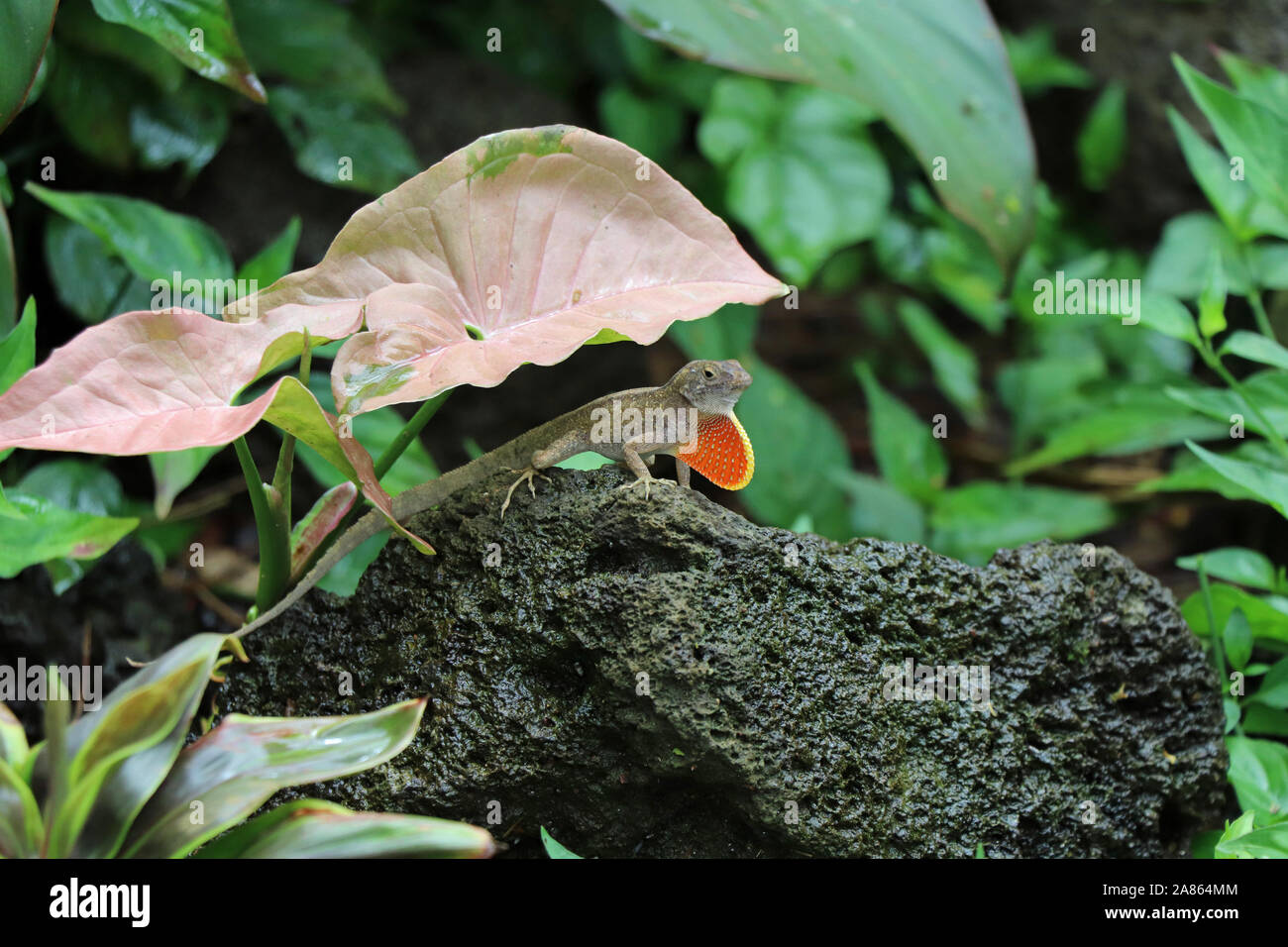 Kleine Eidechse in Hawaii mit erweiterter Wamme rot Stockfoto