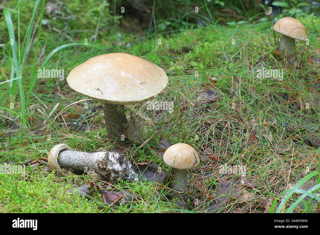 Leccinum versipelle, auch bekannt als Steinpilze testaceoscaber oder die orange Birke bolete, essbare Pilze aus Finnland Stockfoto