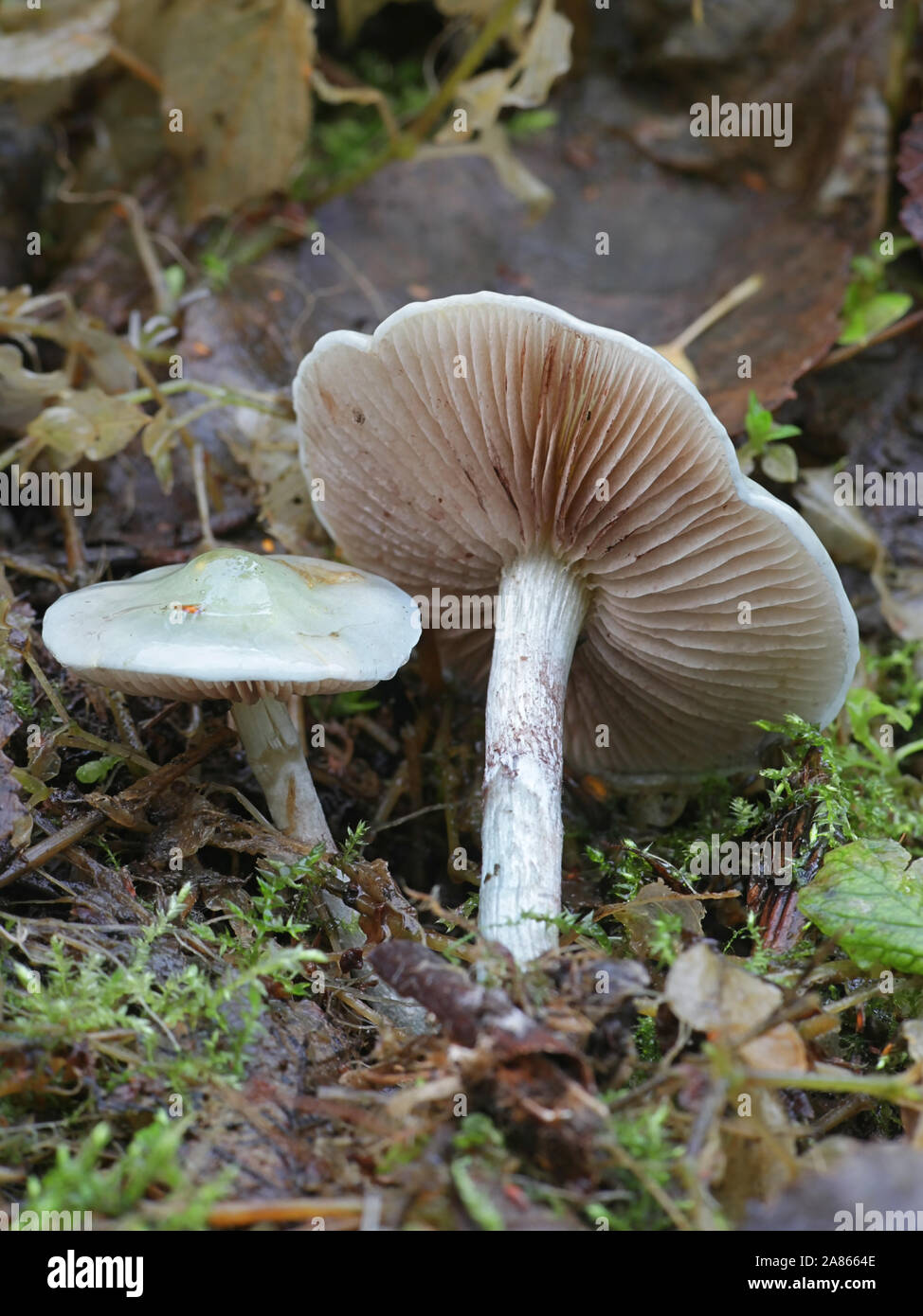 Stropharia caerulea, bekannt als der blaue roundhead oder blau-grünen Psilocybe, wilde Pilze aus Finnland Stockfoto