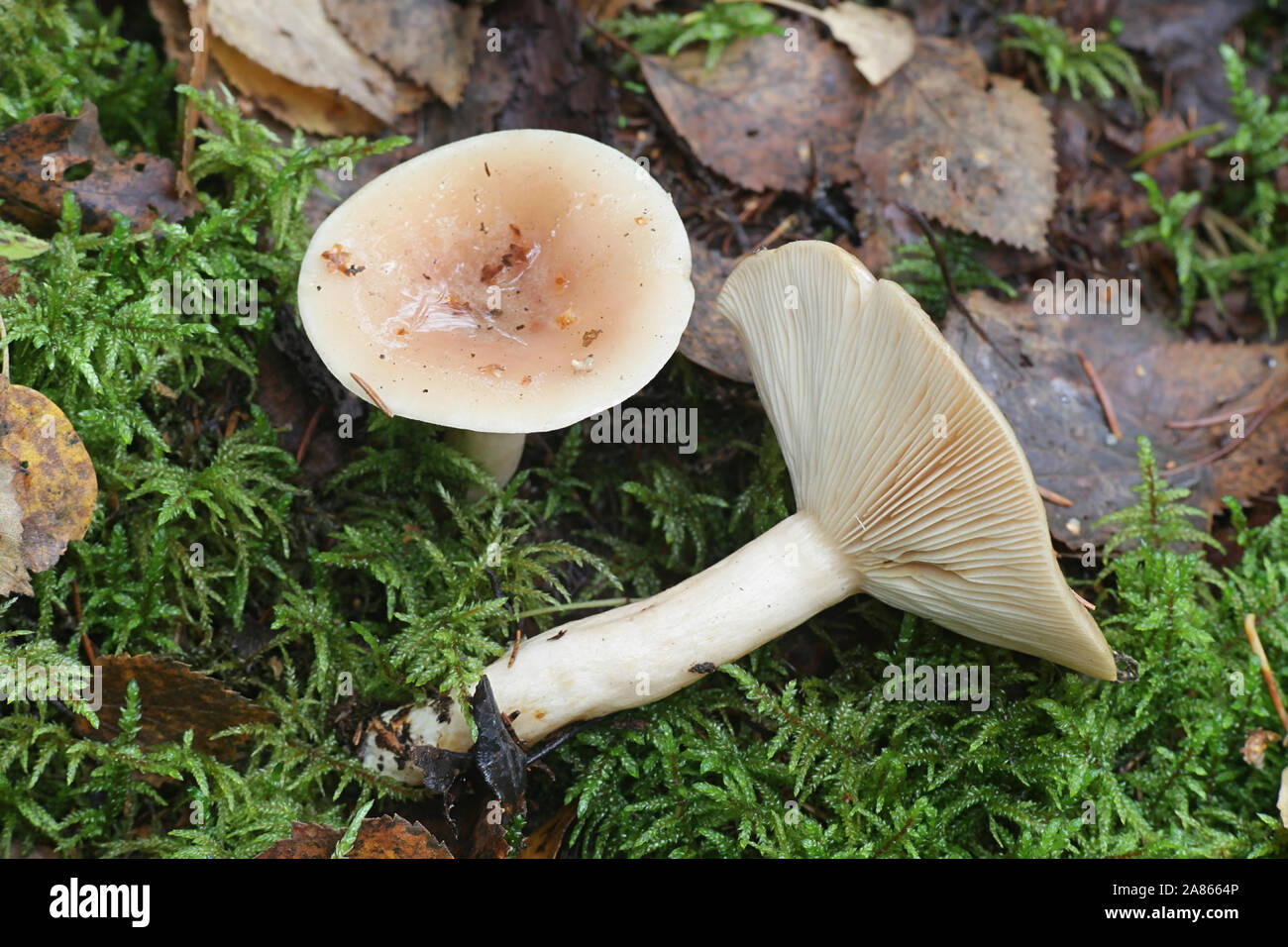 Rhodocollybia maculata, wie beschmutzt Toughshank, wilde Pilze aus Finnland bekannt Stockfoto