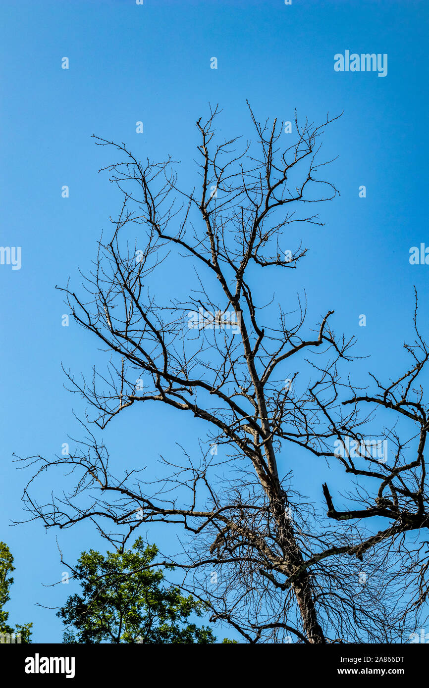 Trockenen Baum in einem Wald auf klaren blauen Himmel Hintergrund. Klimawandel, Trockenheit und der Tod, das Sterben der Natur Konzept, Berg in Albanien, sonniger Frühlingstag Stockfoto