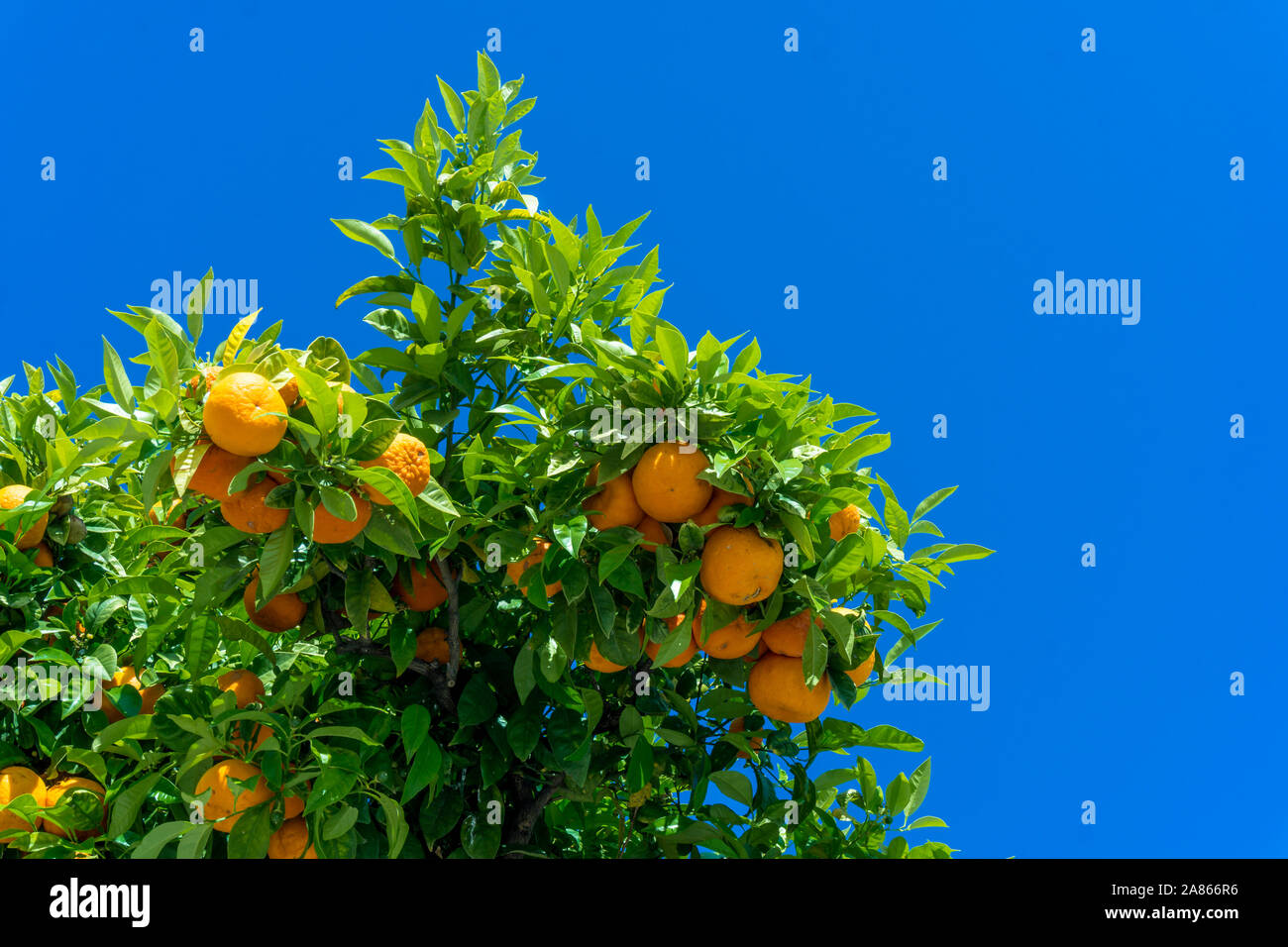 Mandarin Baum mit reifen Früchten. orange tree. Reifen clementinen an Bäumen in eine Zitruskartei Stockfoto