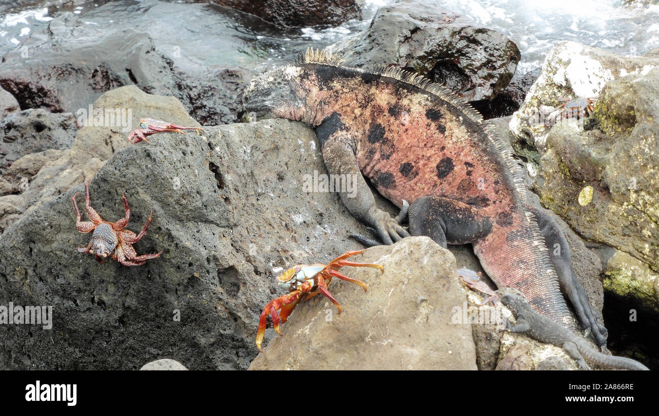 Cute Meer Lizard und Rote Krabben auf den Galápagos-Inseln Stockfoto