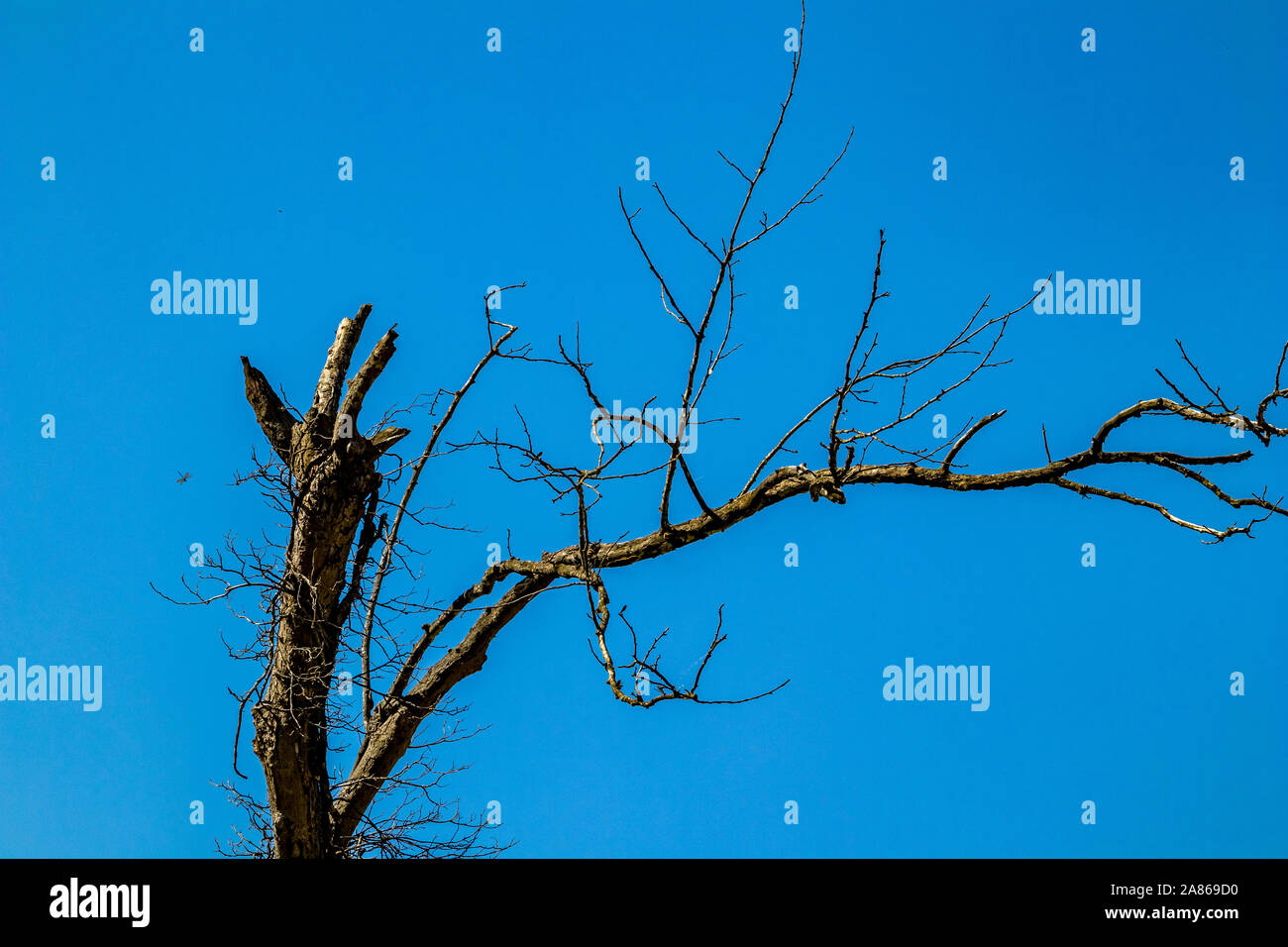 Trockenen Baum in einem Wald auf klaren blauen Himmel Hintergrund. Klimawandel, Trockenheit und der Tod, das Sterben der Natur Konzept, Berg in Albanien, sonniger Frühlingstag Stockfoto