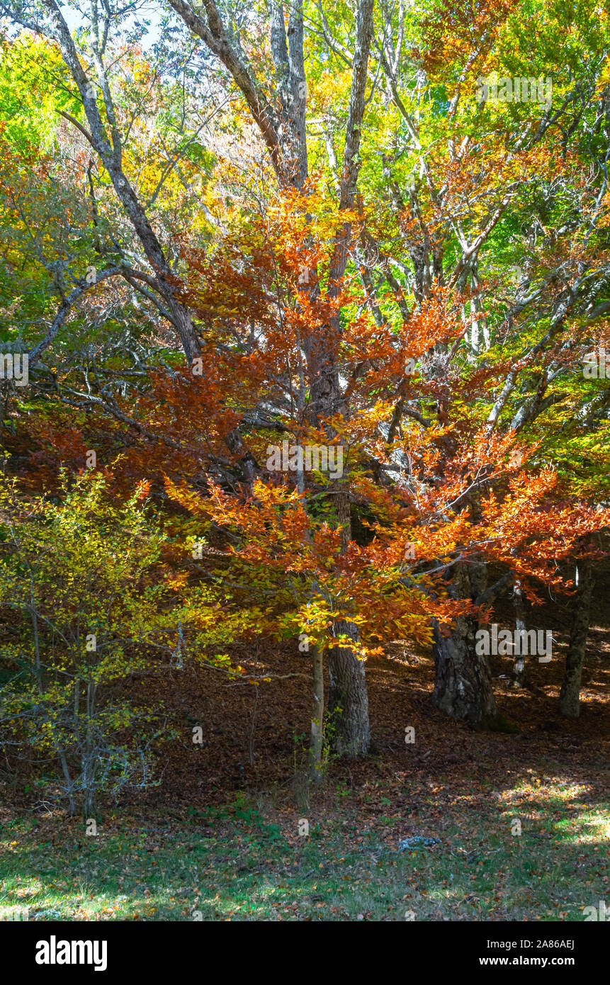 Buche Wald Anfang zu Gelb zu Beginn des Herbstes in der hayedo de Montejo Stockfoto